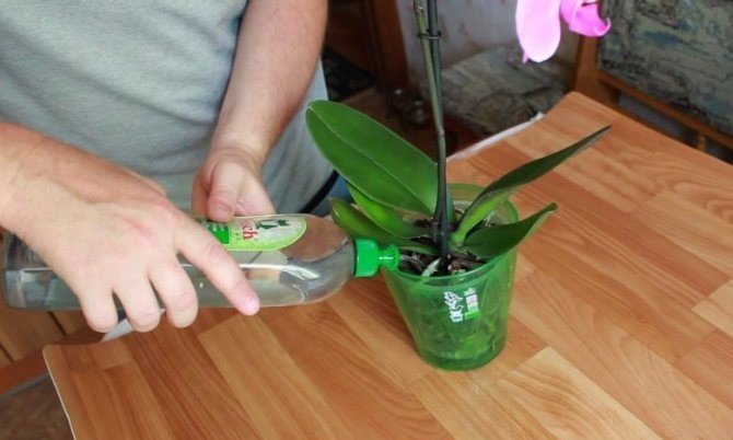 Орхидея фаленопсис полив