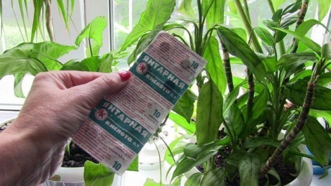 Янтарная кислота для полива комнатных растений