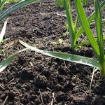 Температура почвы при посадке лука и чеснока